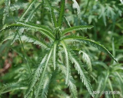 筮草|蓍草（菊科植物）